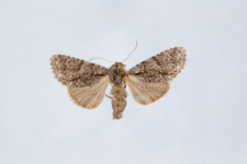 Acronicta auricoma