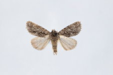 Acronicta auricoma
