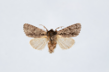 Acronicta auricoma
