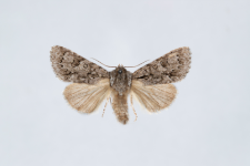 Acronicta auricoma