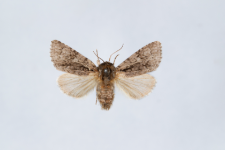 Acronicta auricoma