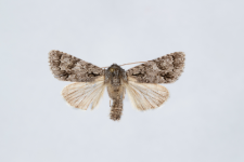Acronicta auricoma