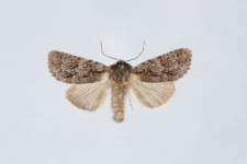 Acronicta auricoma