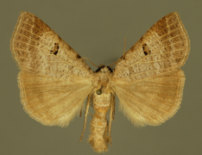 Lygephila viciae (Hübner, 1822)