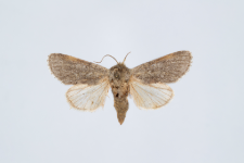 Acronicta cinerea