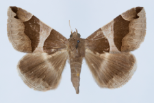 Dysgonia algria