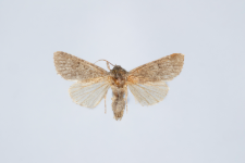 Acronicta cinerea