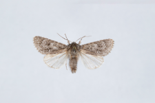 Acronicta euphorbiae