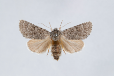 Acronicta euphorbiae