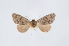 Acronicta euphorbiae