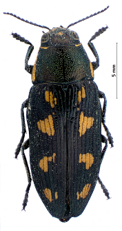 Buprestis novemmaculata Linnaeus, 1767