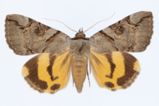 Catocala hymenaea