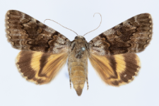 Catocala nymphaea