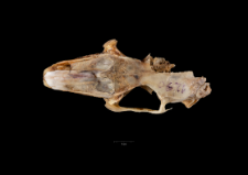 Lepus capensis