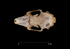 Lepus capensis