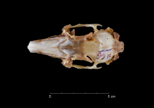 Oryctolagus cuniculus