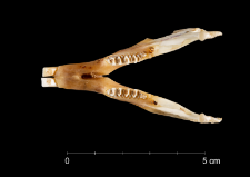 Oryctolagus cuniculus