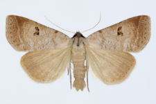 Lygephila viciae