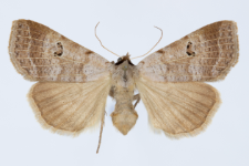 Lygephila viciae
