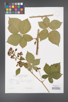 Rubus albocarpaticus [KOR 47477]