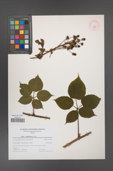 Rubus allegheniensis [KOR 44317]