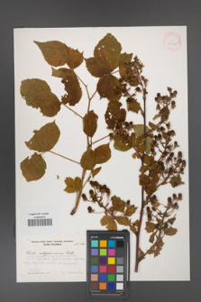 Rubus allegheniensis [KOR 29912]