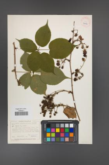 Rubus allegheniensis [KOR 40485]