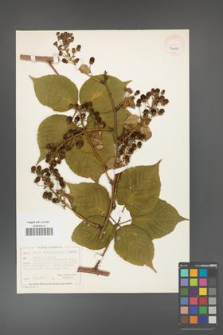 Rubus allegheniensis [KOR 40486]