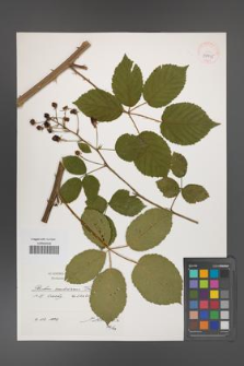 Rubus ambrosius [KOR 39915]