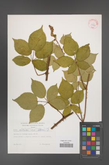 Rubus ambrosius [KOR 29244]