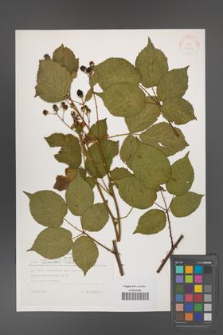 Rubus ambrosius [KOR 30541]