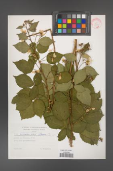 Rubus ambrosius [KOR 29249]