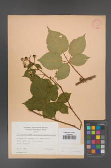 Rubus ambrosius [KOR 22797]