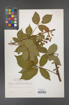 Rubus ambrosius [KOR 31519]