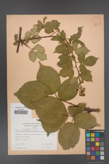 Rubus ambrosius [KOR 22776]