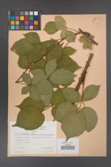 Rubus ambrosius [KOR 22758]