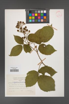 Rubus ambrosius [KOR 31499]