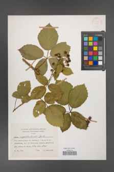 Rubus amygdalanthoides [KOR 31500]