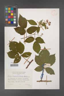 Rubus amygdalanthoides [KOR 31497]