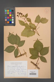Rubus amygdalanthoides [KOR 31498]