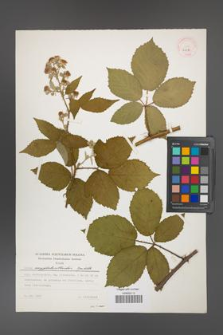 Rubus amygdalanthoides [KOR 24385]