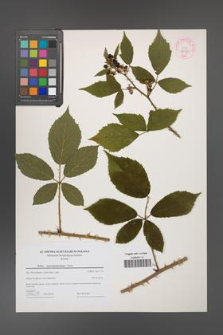 Rubus angustipaniculatus [KOR 44320]
