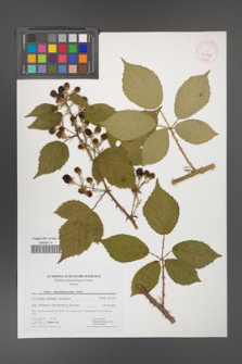 Rubus angustipaniculatus [KOR 41720]