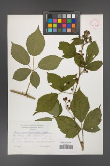 Rubus angustipaniculatus [KOR 45058]