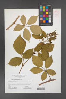 Rubus angustipaniculatus [KOR 42705]