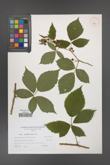 Rubus angustipaniculatus [KOR 40541]