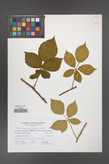 Rubus angustipaniculatus [KOR 41640]