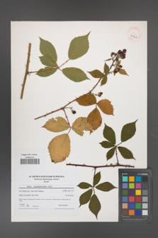Rubus angustipaniculatus [KOR 40945]