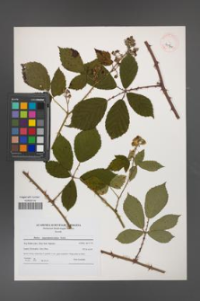 Rubus angustipaniculatus [KOR 40940]