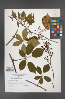 Rubus angustipaniculatus [KOR 41521]